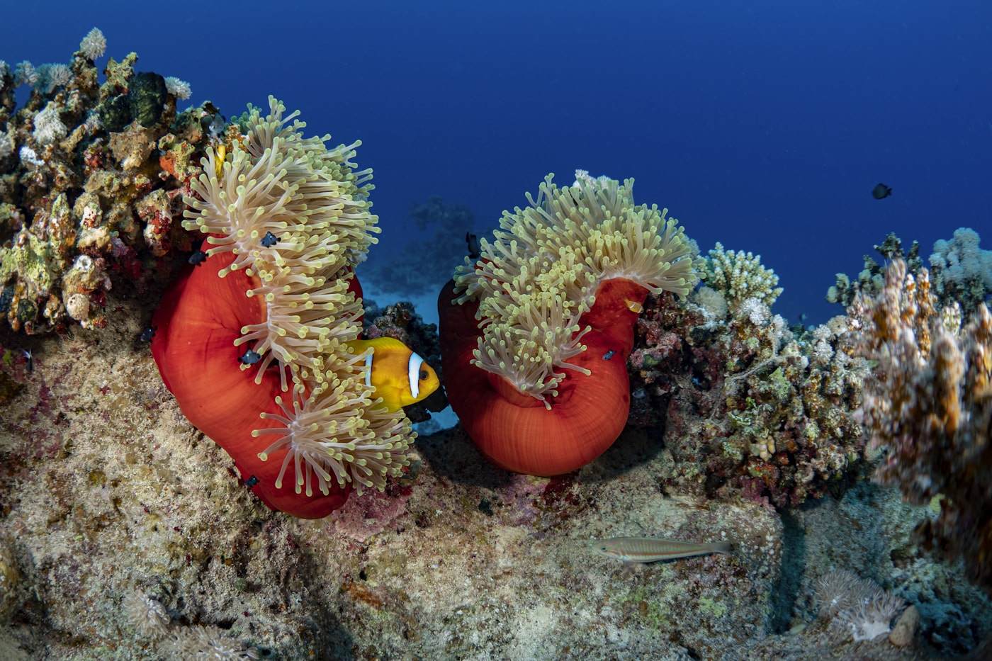 Shaab Abu Nuhas wreck reef underwater diving Red Sea