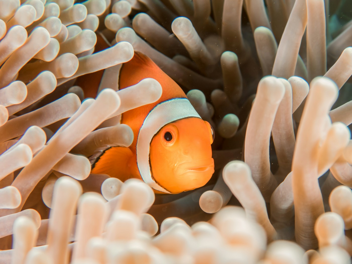 Red Sea coral reef underwater